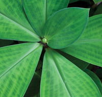 Limberlost Nursery  Garden Centre - Click Find