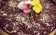 Genki Cafe - thumb 13