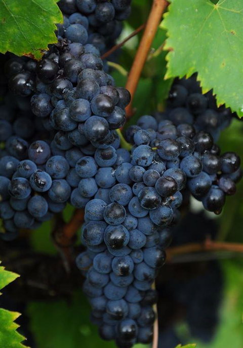 Lunch Craft - Bridge Guide 12