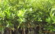 Boundary Nurseries - thumb 0