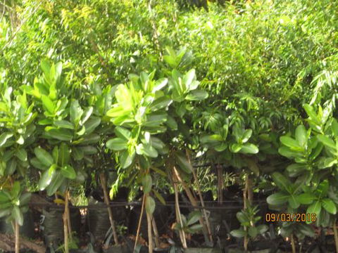 Boundary Nurseries - Click Find 0