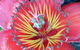 Boundary Nurseries - thumb 1