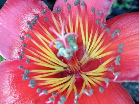 Boundary Nurseries - Click Find 1