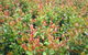 Boundary Nurseries - thumb 2