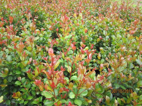 Boundary Nurseries - Click Find 2