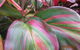 Boundary Nurseries - thumb 4
