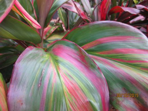 Boundary Nurseries - Click Find 4