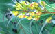 Boundary Nurseries - thumb 5