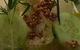 Emperor's Kitchen - thumb 5