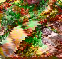 The Angry Pigeon - Click Find