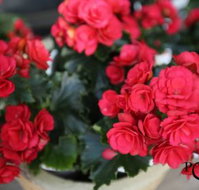 Poppys Home  Garden Centre - Click Find