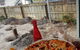 El Perro Tapas & Pizza - thumb 4