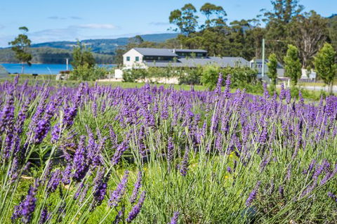 Port Arthur Lavender - Bridge Guide 0