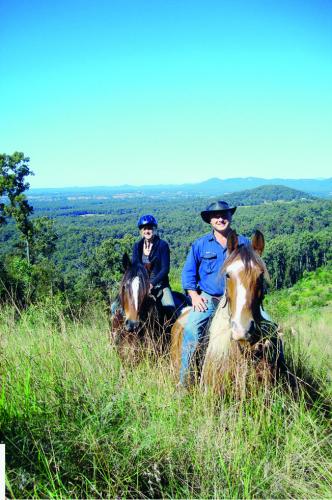 Horse Stud Breeders Dealers Click Find