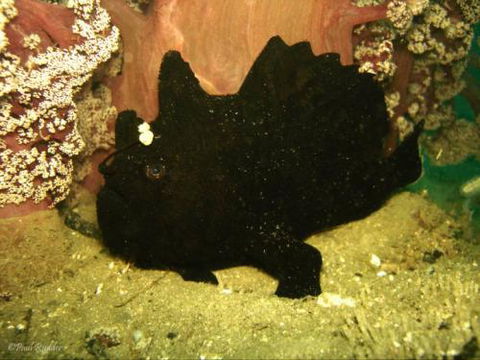 Let’s Go Adventures–Dive Nelson Bay - Click Find 4