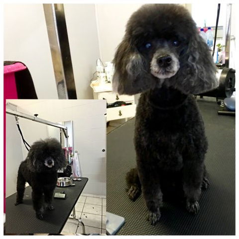 Aloha K9 Services Dog Grooming & Training - Click Find 0