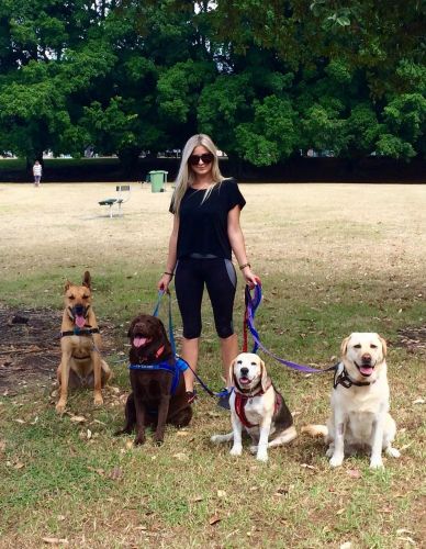Aloha K9 Services Dog Grooming & Training - Click Find 2