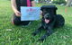Aloha K9 Services Dog Grooming & Training - thumb 3