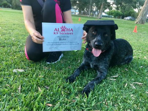 Aloha K9 Services Dog Grooming & Training - Click Find 3
