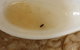 Taurus Hawker Foods - thumb 2