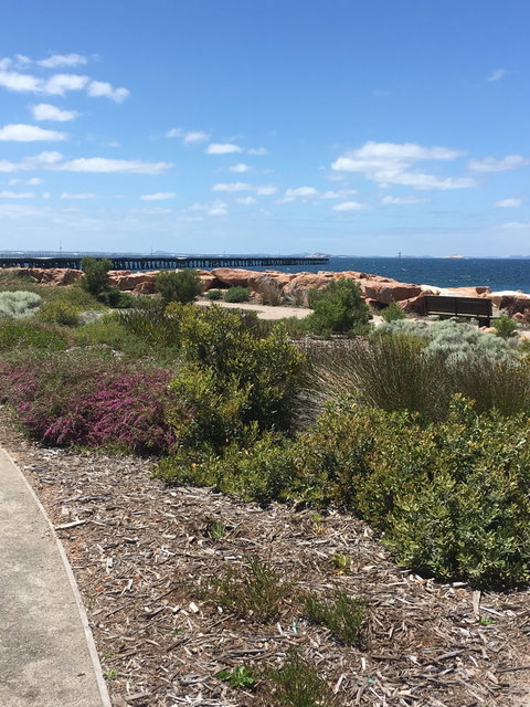 Coffee Cat - Bet 4u 8