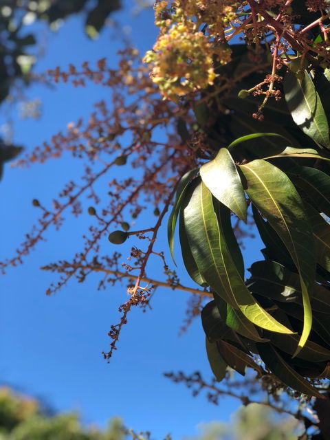 The Mango Place Broome - Click Find 5