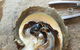 Cygnet Bay Restaurant - thumb 9