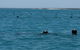 Cygnet Bay Restaurant - thumb 8
