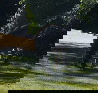 Footprints - Click Find
