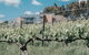 Green Door Winery & Cafe - thumb 0