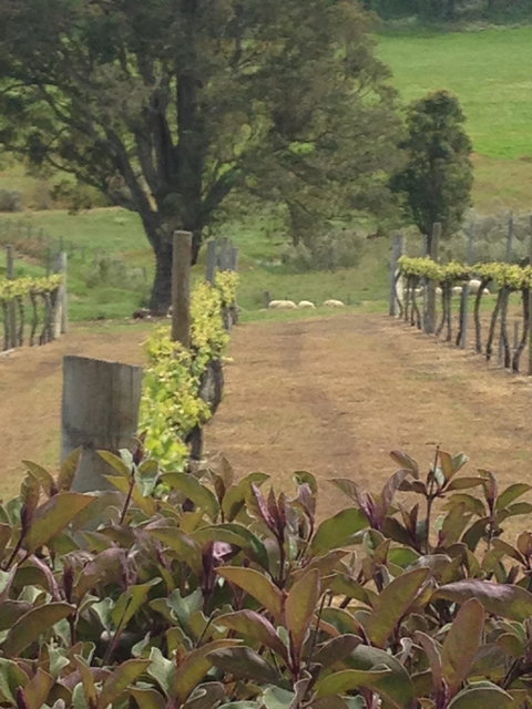 Newbliss Winery - Clickz 6