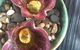 Orana - thumb 15
