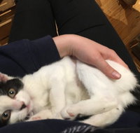 MeowMe Cafe - Click Find