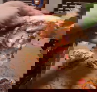 Domino's Pizza Reynella - Click Find