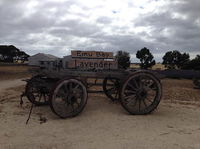 Emu Bay Lavender