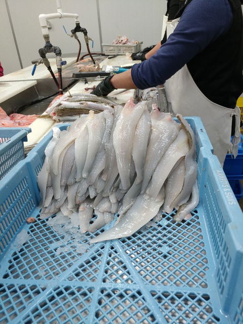 The Fresh Fish Place - Factory Direct Seafood - Lawyer Find 2