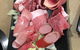 Shabuhouse - thumb 5