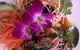 The Thai Orchid Carindale - thumb 6