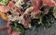 Vieille Branche - thumb 5