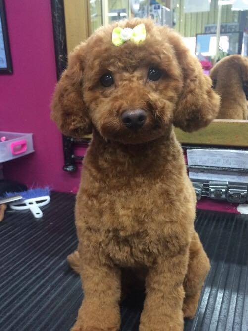 Dog Cat Clipping Washing Grooming Adamstown NSW Click Find