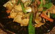 Thai Rose - thumb 3