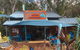 Blue Parrot - thumb 4