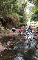 Rainforest - Click Find 4