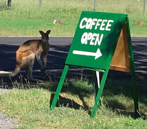 Chillagoe Gallery 29 - Click Find 0