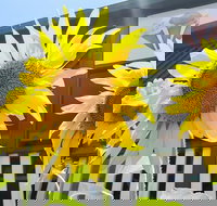 Numinbah Valley Fudge - Click Find