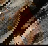 Topo Gigio - Click Find