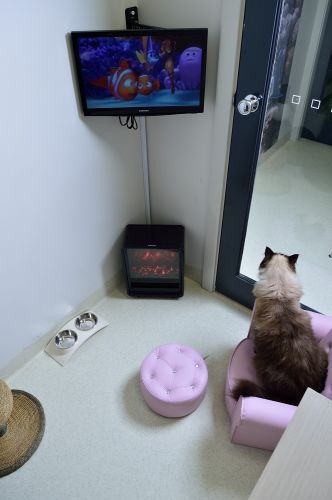 Luxury Cat Hotel - Bridge Guide 1