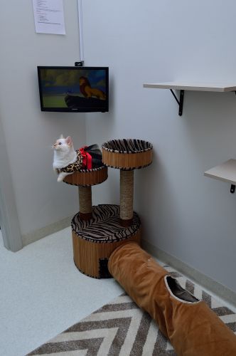 Luxury Cat Hotel - Bridge Guide 2