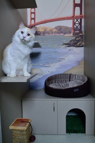 Luxury Cat Hotel - Bridge Guide 3