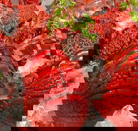 Harry's on the Esplanade - Bridge Guide